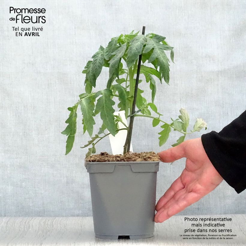 Tomato Grafted Montfavet 2L/3L pot sample as delivered in spring