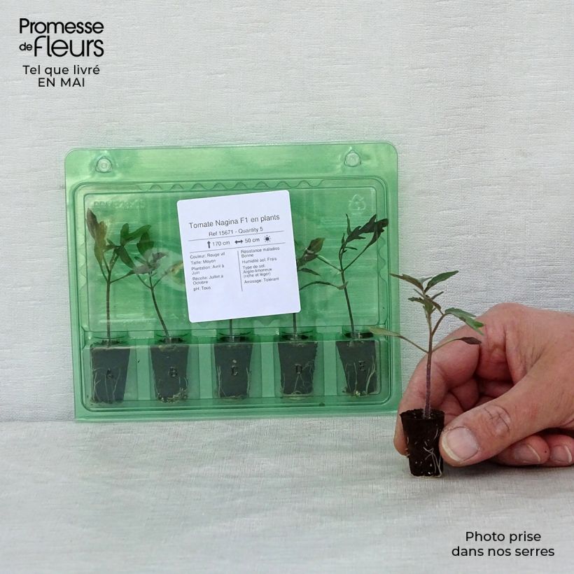 Tomato Nagina F1 Plants Plug plant 1.5/2.5 cm sample as delivered in spring