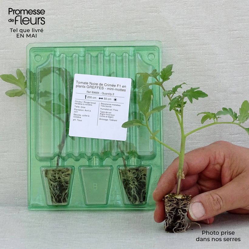 Tomato Black Crimean F1 Grafted  Plants Plug plant 3/4cm sample as delivered in spring