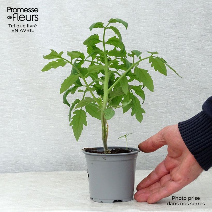 Tomato Black Crimean F1 Grafted  Plants 8/9 cm pot sample as delivered in spring