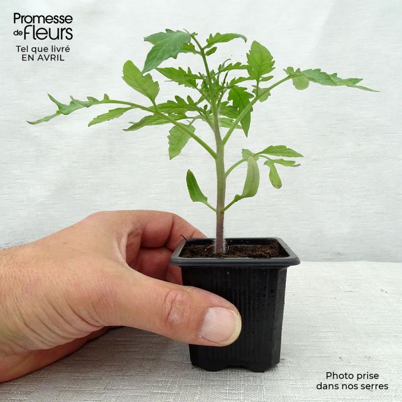 Tomato Crimean Black plants 7/8 cm pot sample as delivered in spring