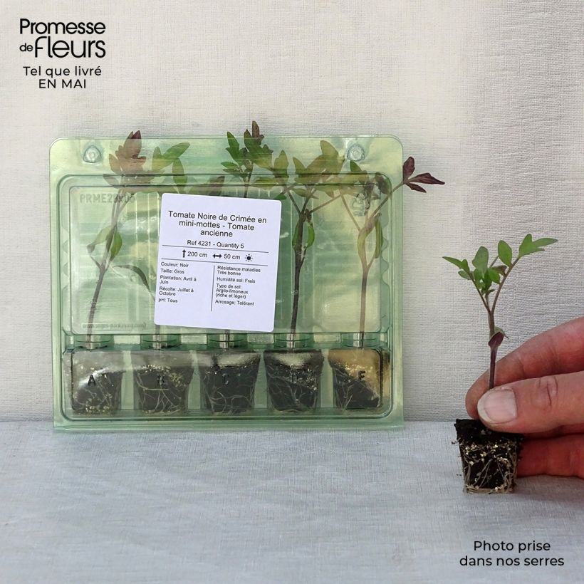 Tomato Crimean Black plants Plug plant 3/4cm sample as delivered in spring
