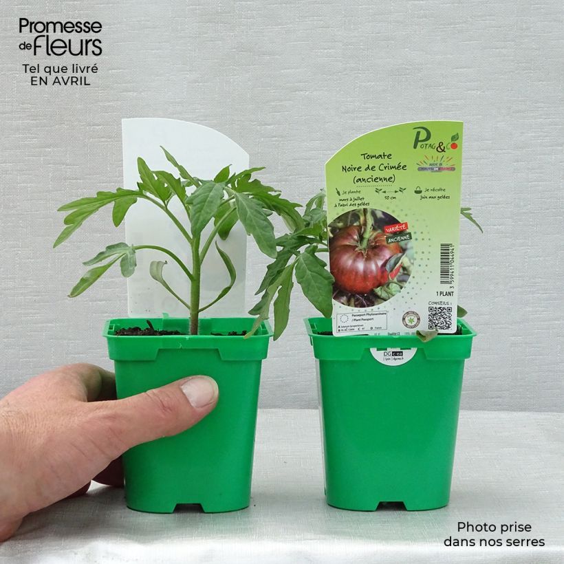 Tomato Crimean Black plants 10cm/11cm pot sample as delivered in spring