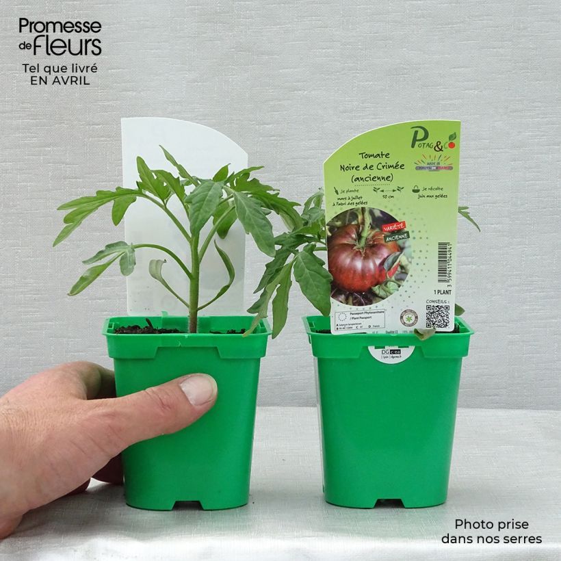 Tomato Crimean Black plants sample as delivered in spring