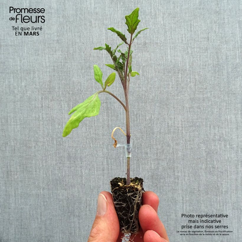 Tomato Ochsenherz Orange Grafted Plants Plug plant 3/4cm sample as delivered in spring