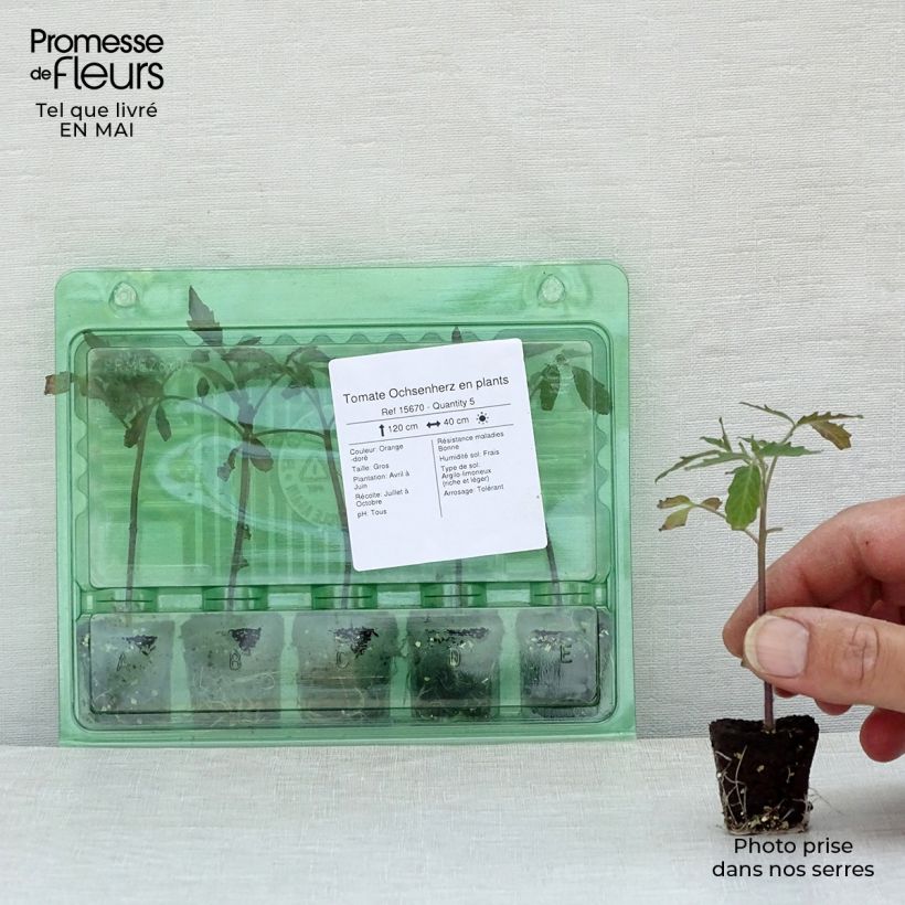 Tomato Ochsenherz Tomato plants Plug plant 3/4cm sample as delivered in spring
