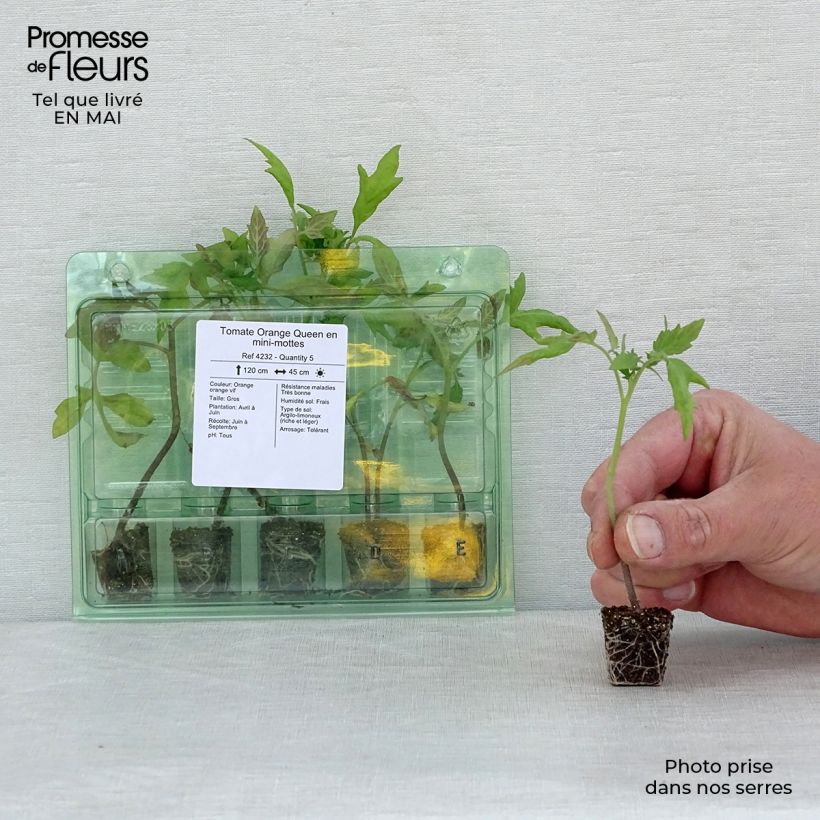 Tomato Orange Queen Plug plant 3/4cm sample as delivered in spring