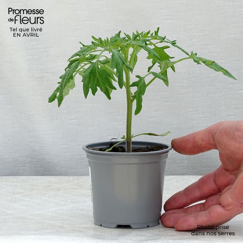 Tomato Orange Queen 8/9 cm pot sample as delivered in spring