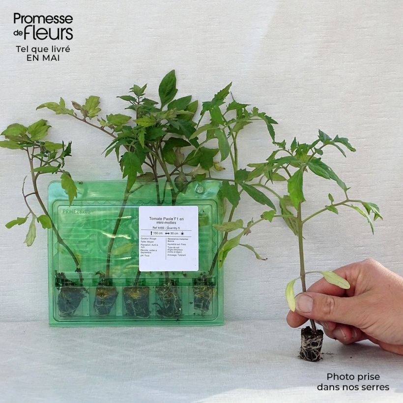 Tomato Paola F1 Plants Plug plant 3/4cm sample as delivered in spring