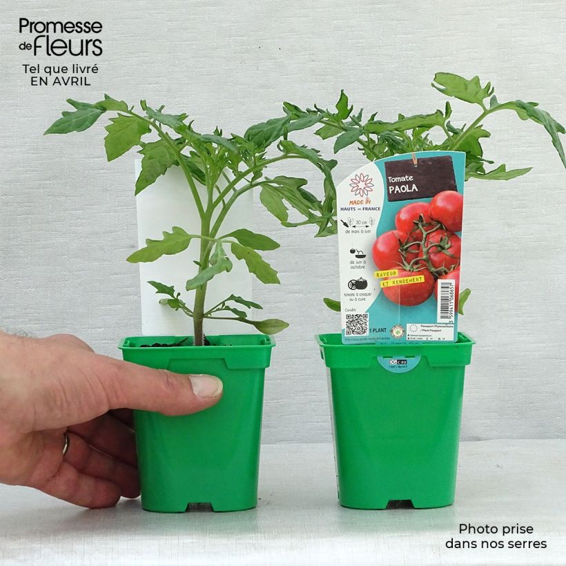 Tomato Paola F1 Plants sample as delivered in spring