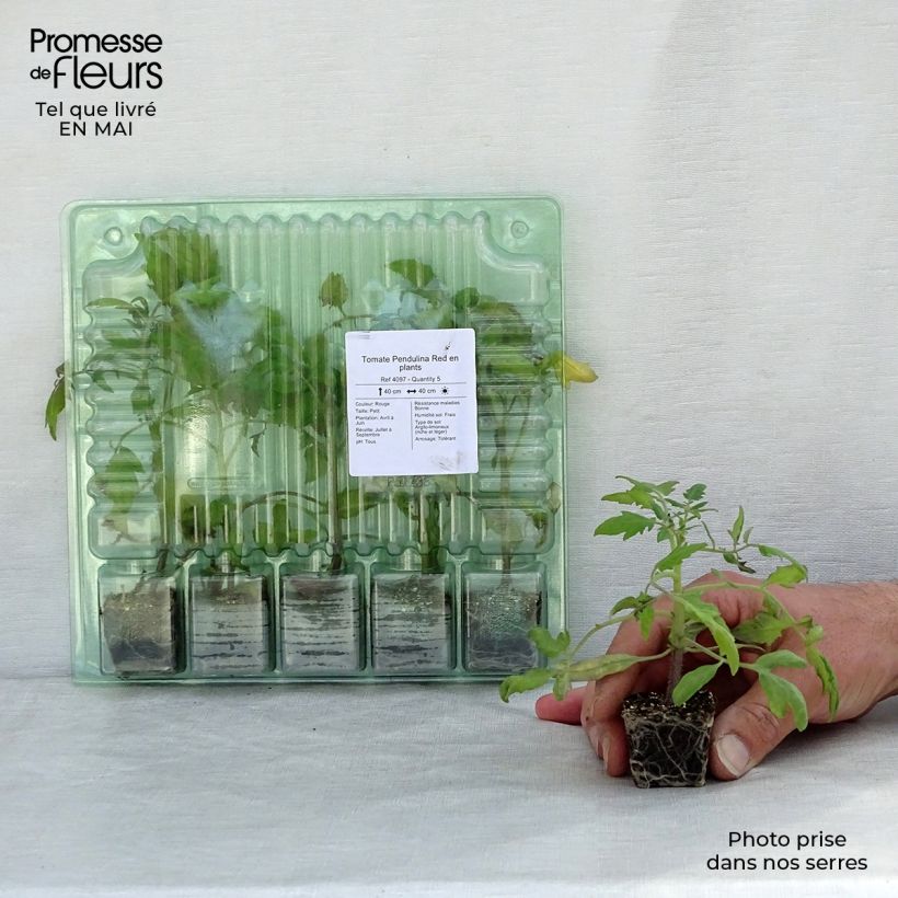Tomato Pendulina Red in plants Plug plant 3/4cm sample as delivered in spring