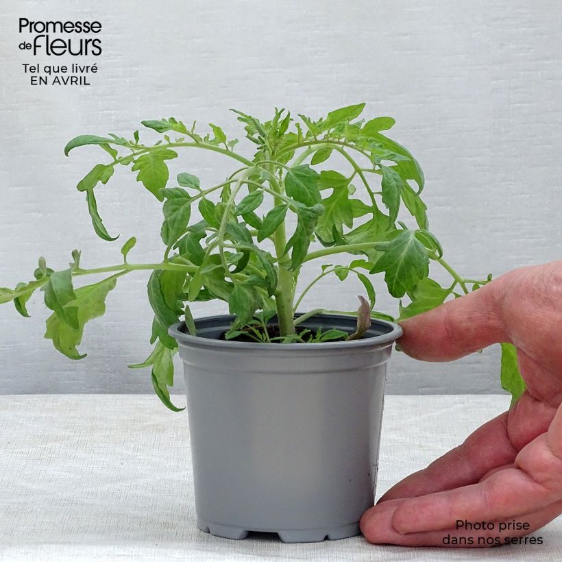 Tomato Pendulina Red in plants 8/9 cm pot sample as delivered in spring