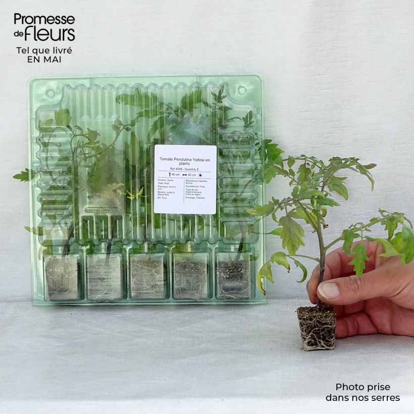 Tomato Pendulina Yellow Plug plant 3/4cm sample as delivered in spring