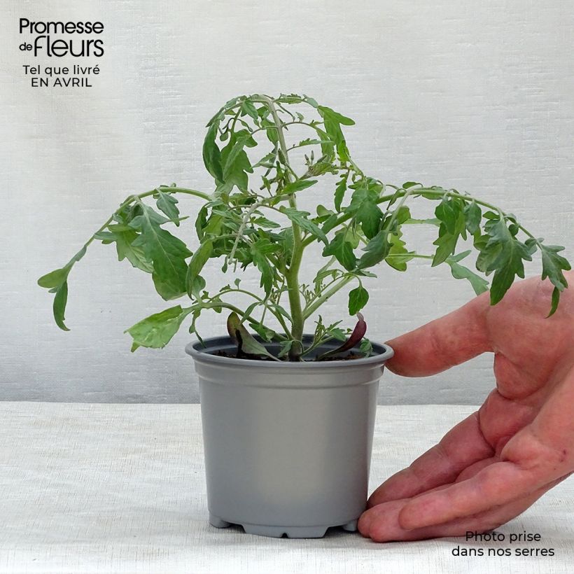 Tomato Pendulina Yellow 8/9 cm pot sample as delivered in spring