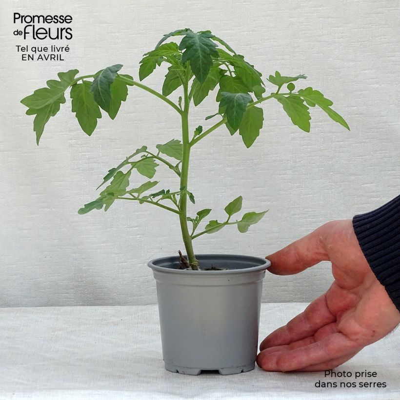 Tomato Pepe F1 GRAFTED seedlings 8/9 cm pot sample as delivered in spring