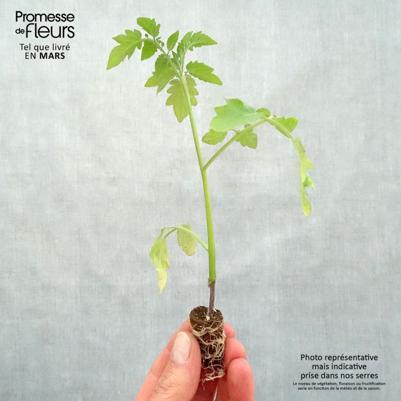 Tomato Pepe F1 GRAFTED seedlings Plug plant 1.5/2.5 cm sample as delivered in spring