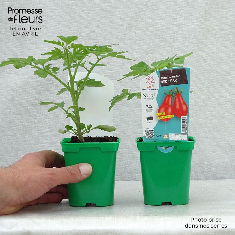 Tomato Potted Red Pear 10cm/11cm pot sample as delivered in spring