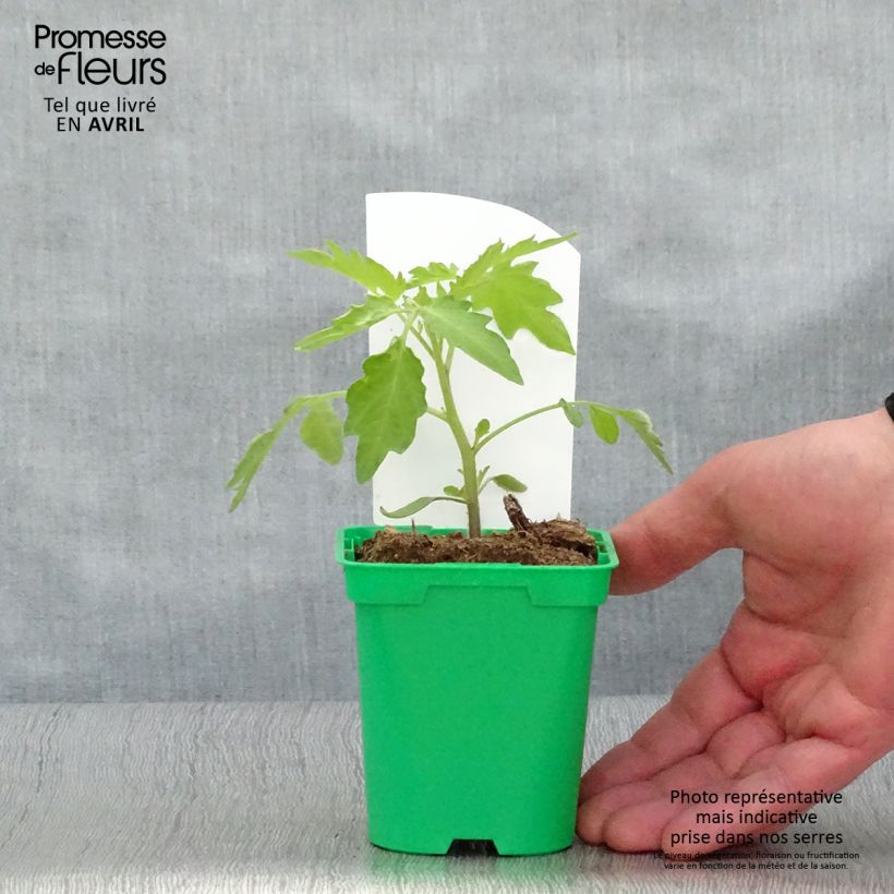 Tomato Yellow Pear Plants 10cm/11cm pot sample as delivered in spring