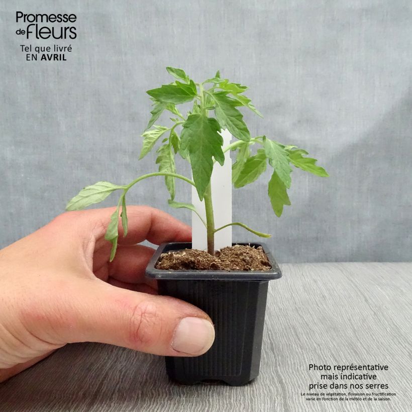 Tomato Premio F1 7/8 cm pot sample as delivered in spring