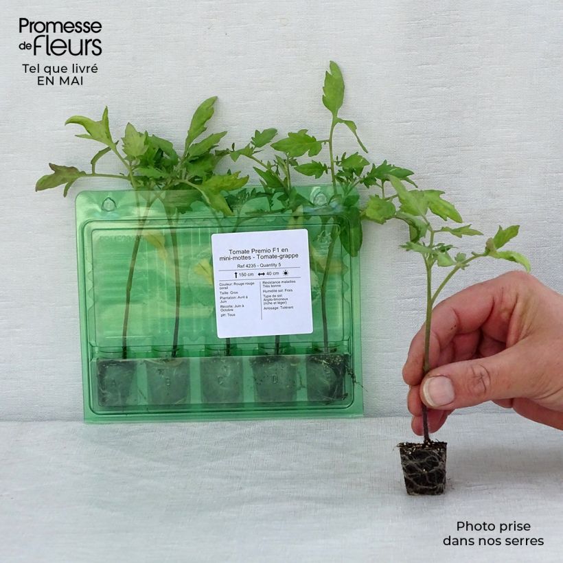 Tomato Premio F1 Plug plant 3/4cm sample as delivered in spring