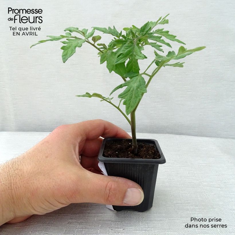 Tomato Premio F1 10cm/11cm pot sample as delivered in spring