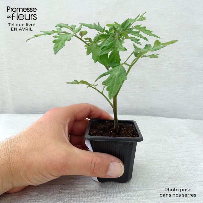 Tomato Premio F1 sample as delivered in spring