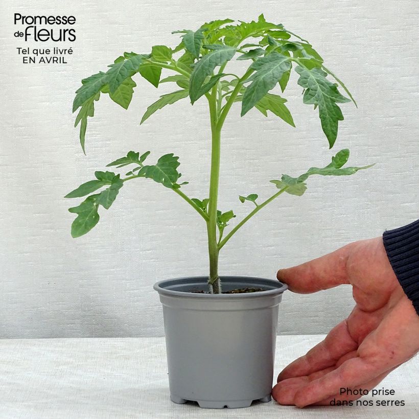 Tomato Previa F1 GRAFTED Plants 8/9 cm pot sample as delivered in spring