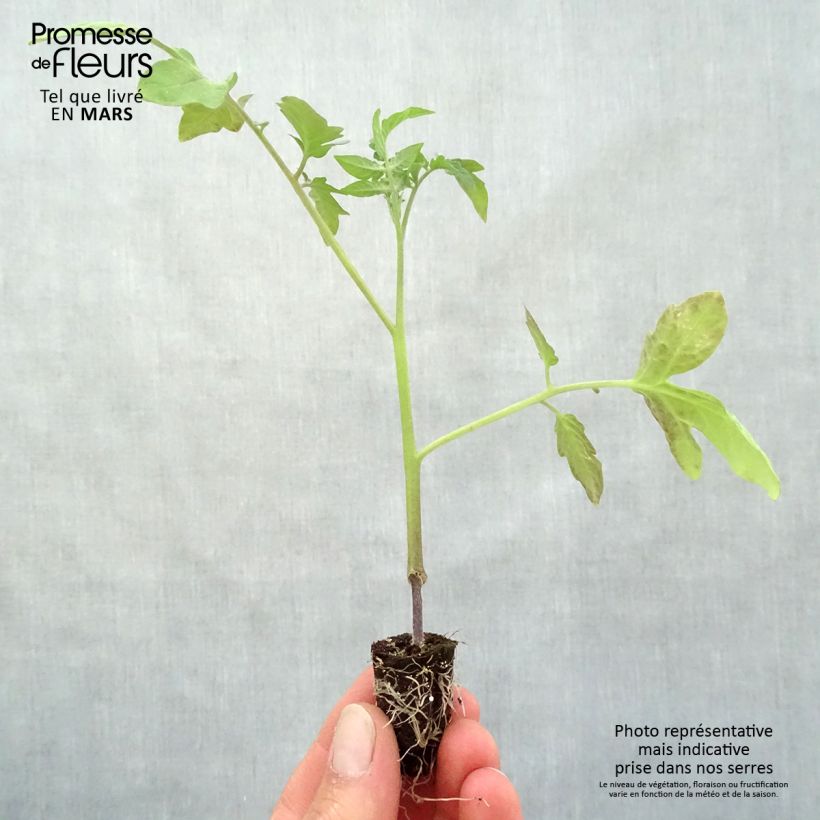Tomato Previa F1 GRAFTED Plants Plug plant 1.5/2.5 cm sample as delivered in spring
