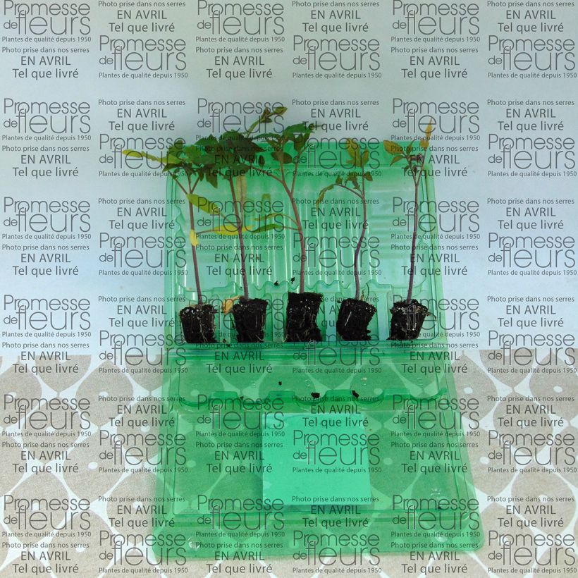 Example of Tomato Previa F1 Plants Plug plant 3/4cm specimen as delivered
