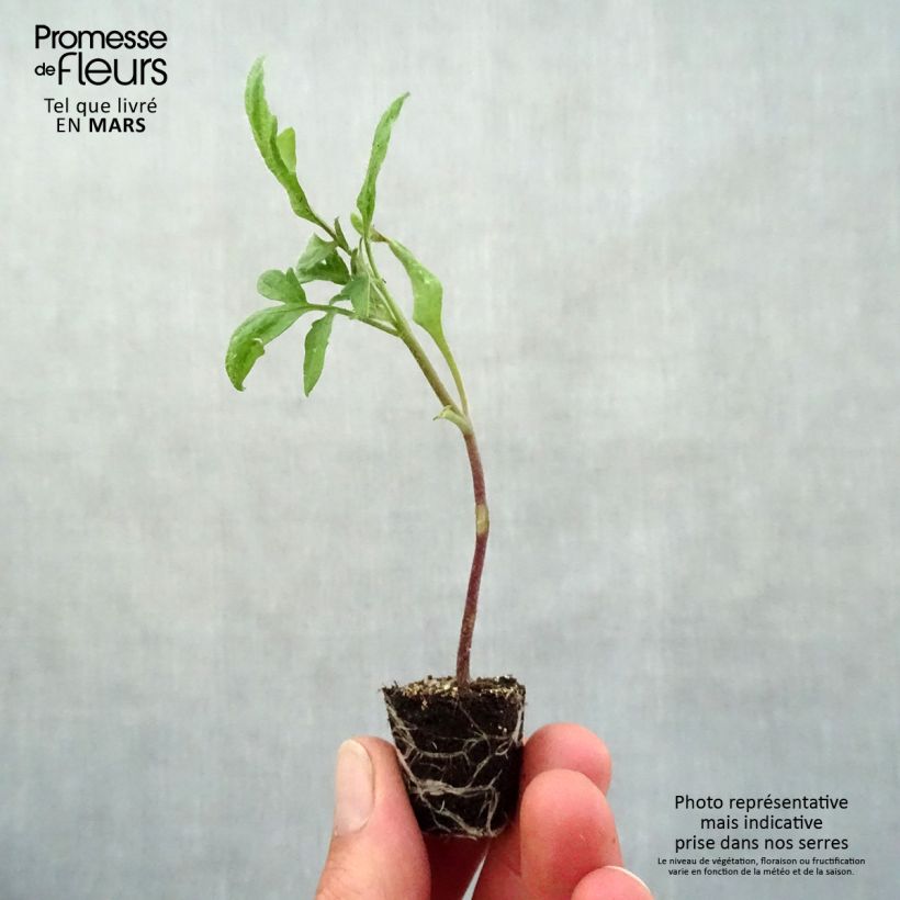 Tomato Black Plum Plants Plug plant 3/4cm sample as delivered in spring