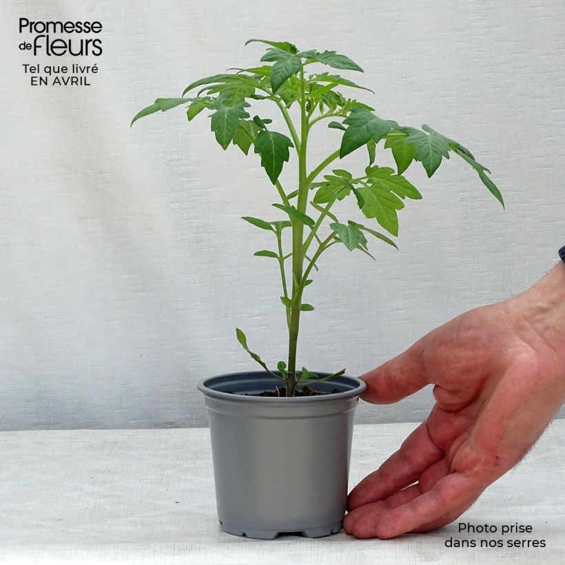 Tomato Black Plum Plants sample as delivered in spring