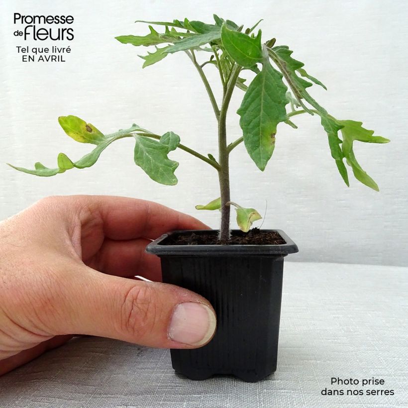 Tomato Pyros F1 Plants 7/8 cm pot sample as delivered in spring