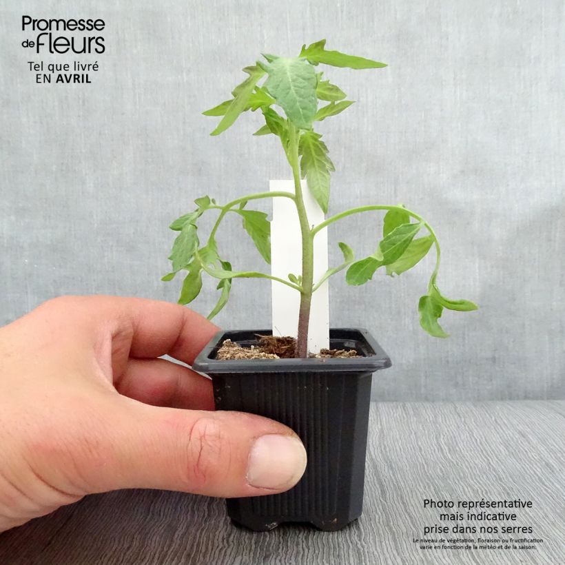 Tomato Pyros F1 Plants sample as delivered in spring