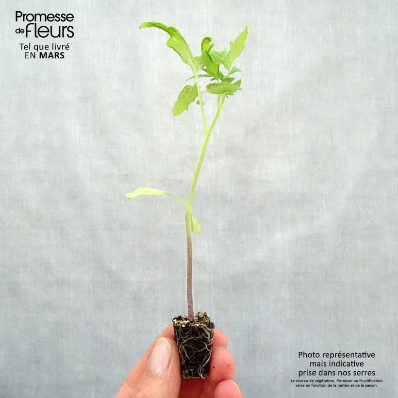 Tomato Pyros F1 Plants Plug plant 3/4cm sample as delivered in spring