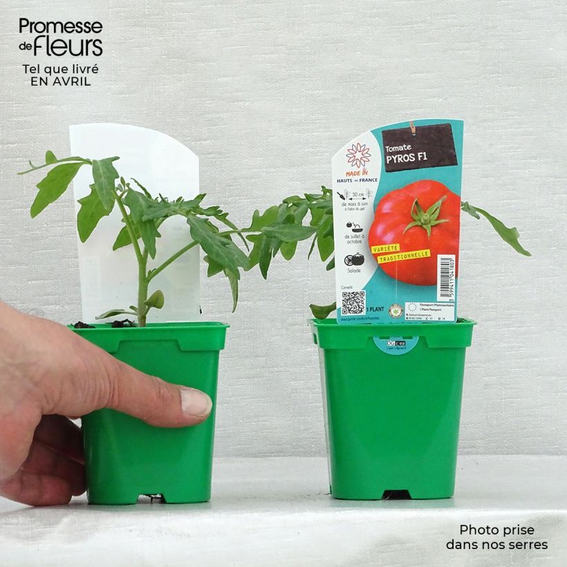 Tomato Pyros F1 Plants 10cm/11cm pot sample as delivered in spring