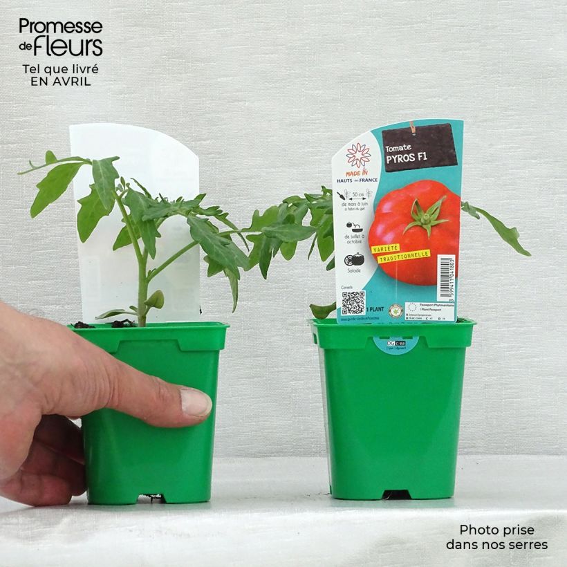 Tomato Pyros F1 Plants sample as delivered in spring