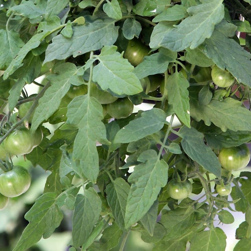 Red Profusion F1 Cherry Tomato (Foliage)