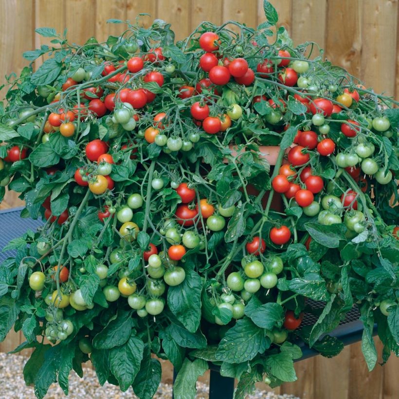 Red Profusion F1 Cherry Tomato (Plant habit)