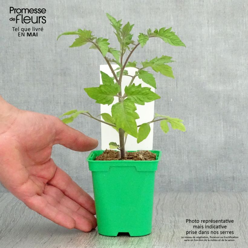 Tomato Roma Plants 10cm/11cm pot sample as delivered in spring