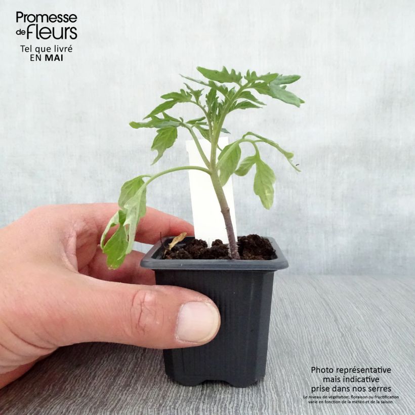 Tomato Rose de Berne Seedlings 7/8 cm pot sample as delivered in spring