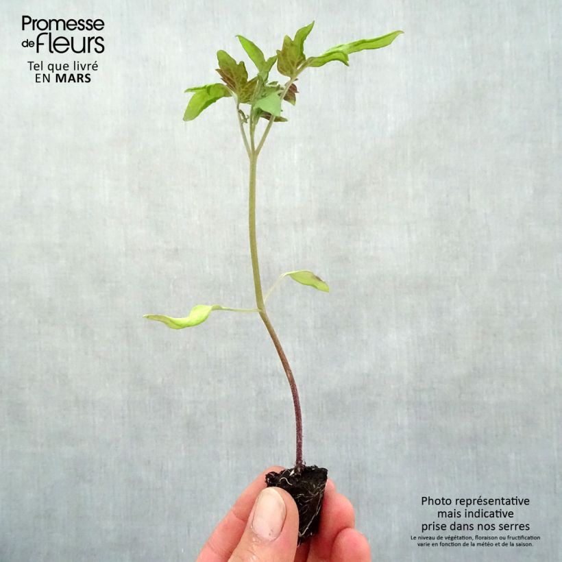 Tomato Rose de Berne Seedlings Plug plant 3/4cm sample as delivered in spring