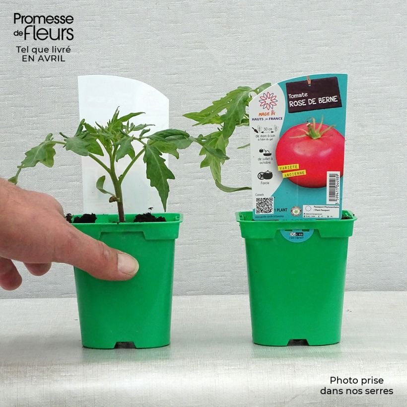 Tomato Rose de Berne Seedlings 10cm/11cm pot sample as delivered in spring