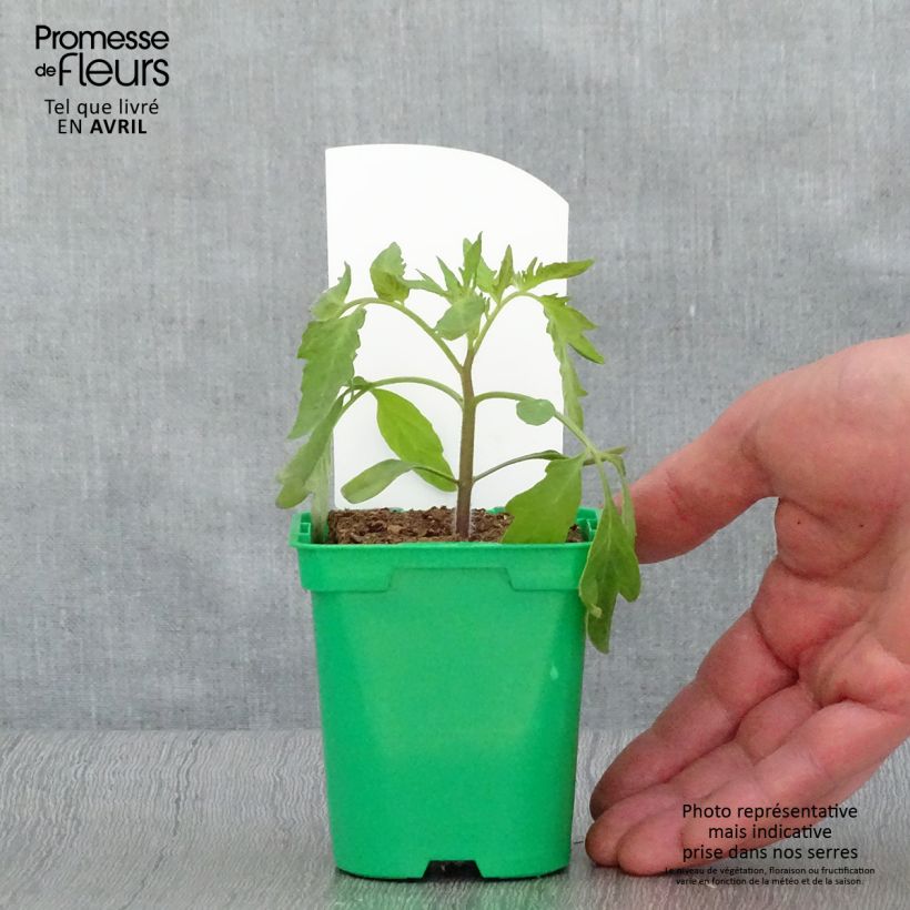 Tomato Red Russian Seedlings 10cm/11cm pot sample as delivered in spring