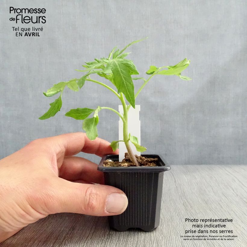 Tomato Saint-Pierre Plants 7/8 cm pot sample as delivered in winter