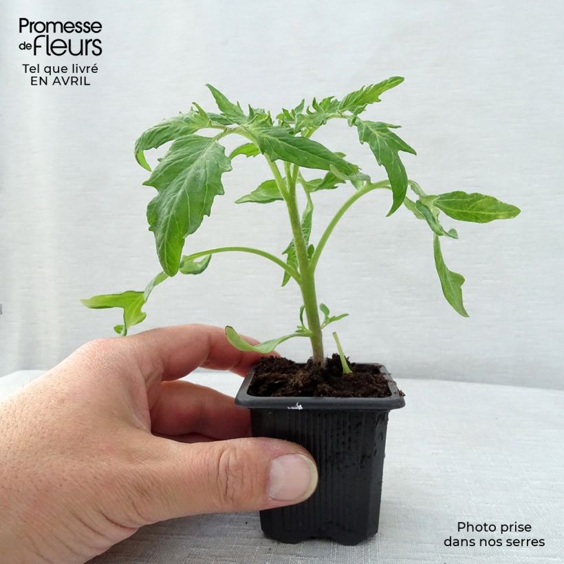 Tomato Saint-Pierre Plants sample as delivered in spring