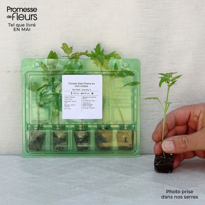 Tomato Saint-Pierre Plants Plug plant 3/4cm sample as delivered in spring