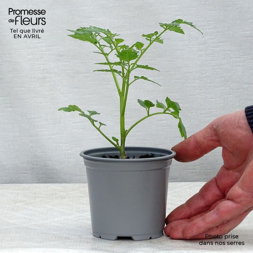 Tomato Santonio F1 GRAFTED plants sample as delivered in spring
