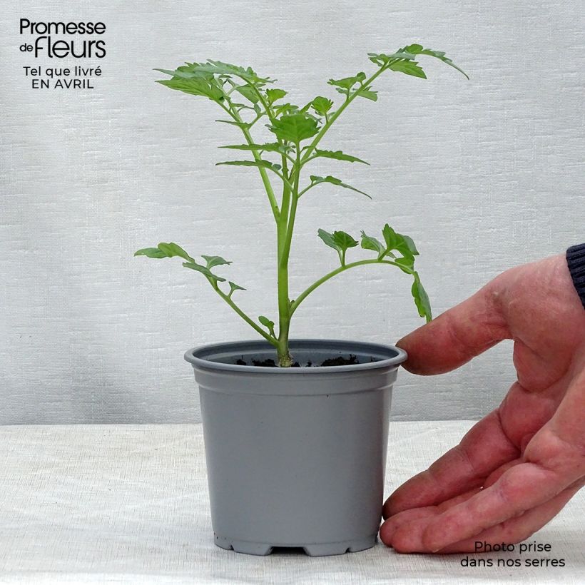 Tomato Santonio F1 GRAFTED plants 8/9 cm pot sample as delivered in spring