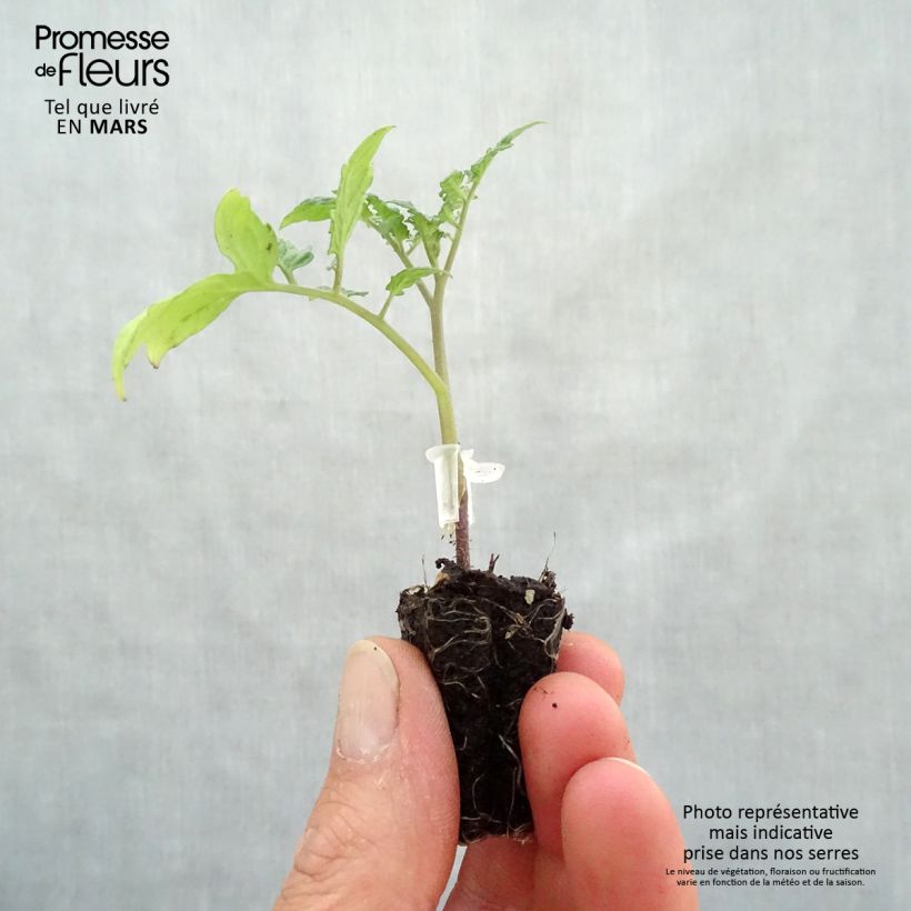Tomato Santonio F1 GRAFTED plants Plug plant 3/4cm sample as delivered in spring