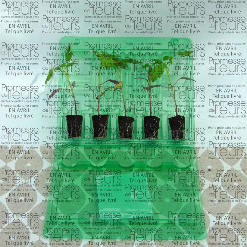 Example of Tomato Star Gold F1 Plants Plug plant 3/4cm specimen as delivered